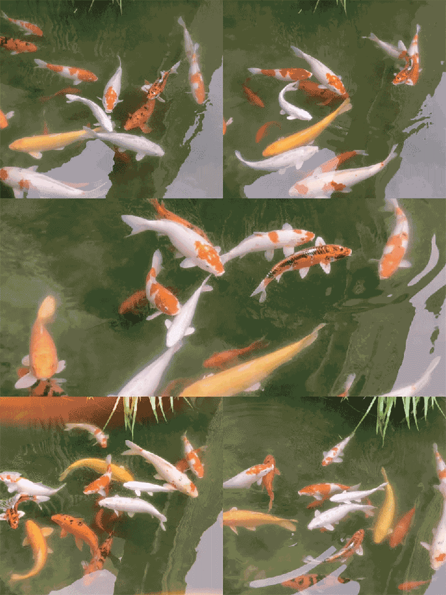 06.gif