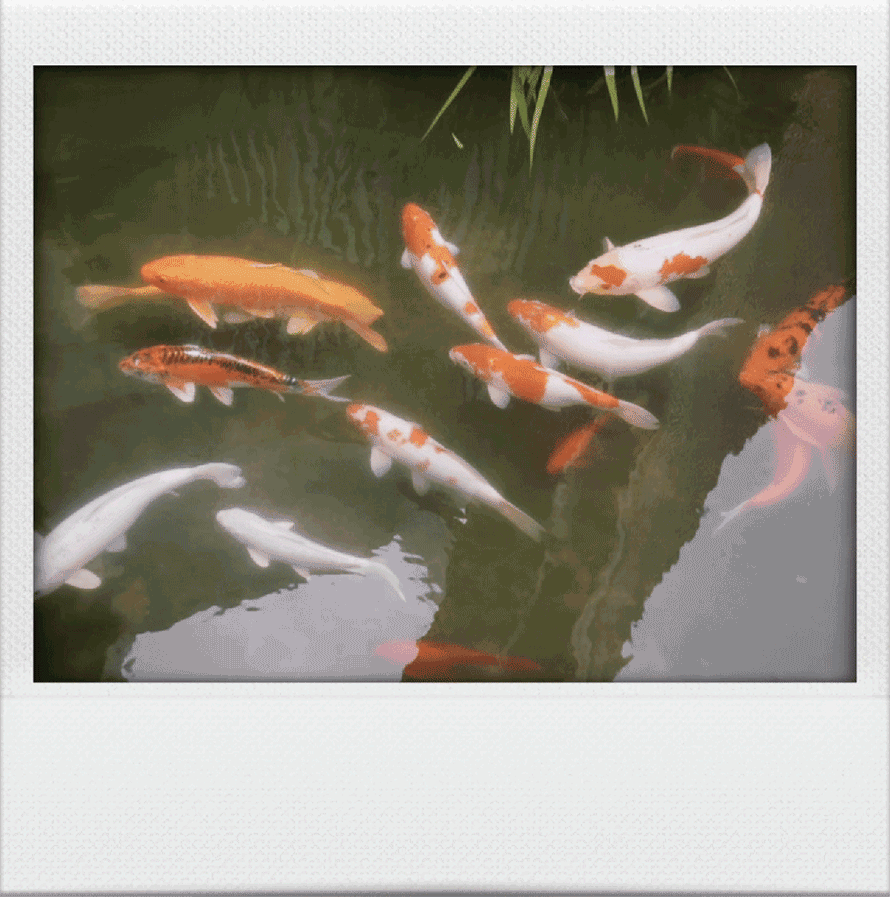 03.gif