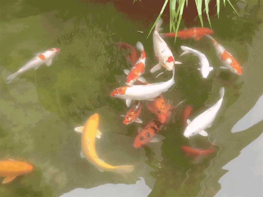 04.gif