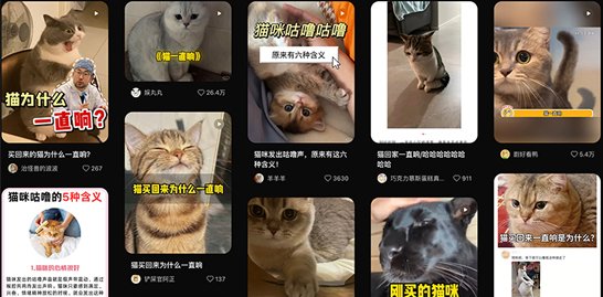 “猫咪为什么一直响”有解了？百度新专利称可翻译动物语言