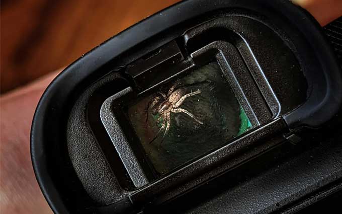索尼A7R3使用半年 取景器捕获蜘蛛一只
