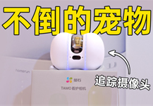 可以跟着宠物走的